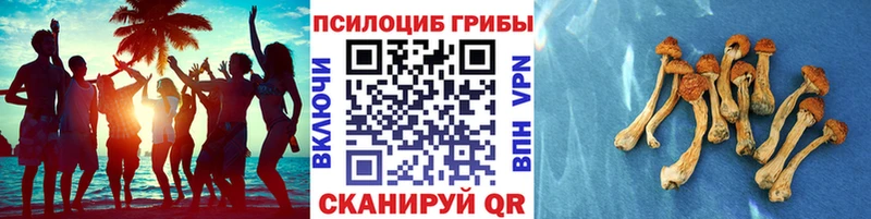 Псилоцибиновые грибы GOLDEN TEACHER Петропавловск-Камчатский